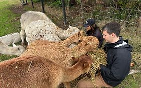 Silverstream Alpaca Farmstay & Tour